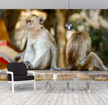 Picture of Asia monkey wildlife Care and family concept